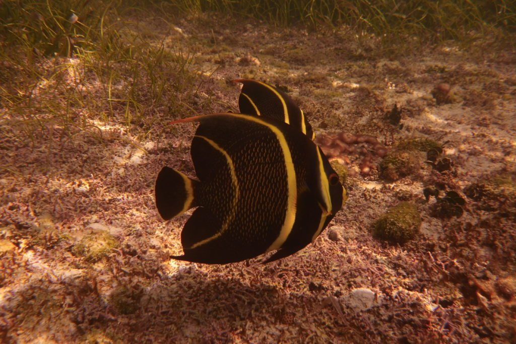 Discover Try Scuba Diving