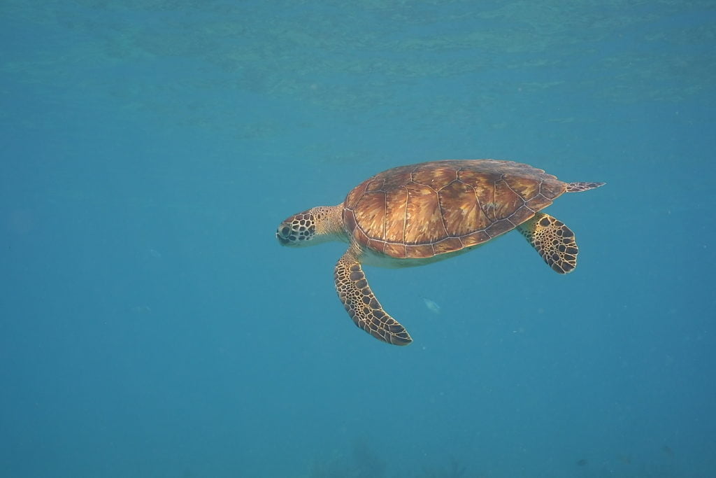Discover Try Scuba Diving
