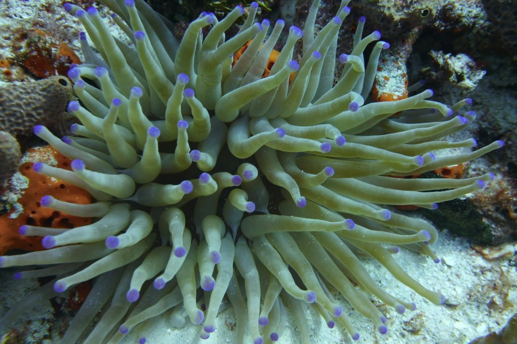 Discover Scuba Diving Tours