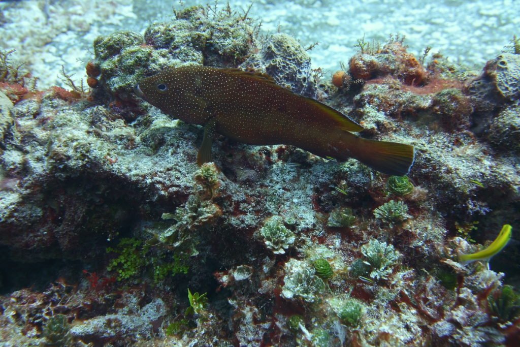Discover Try Scuba Diving