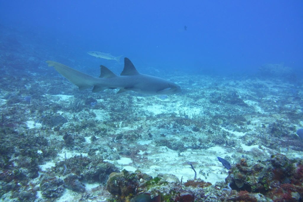 Discover Try Scuba Diving